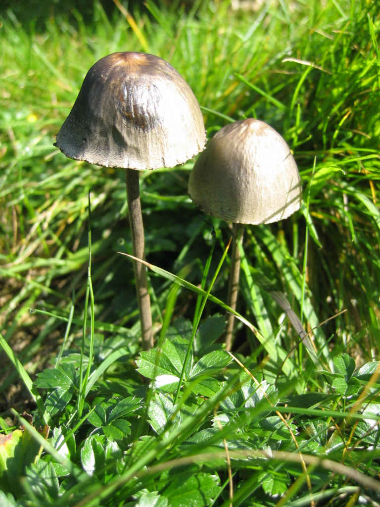 2005 :  Un anno di funghi